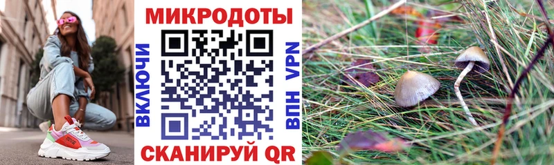 Купить где  Микунь  Галлюциногенные грибы Psilocybe 